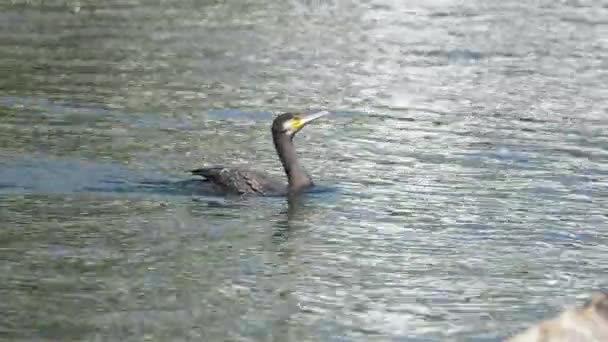 Grande Corvo Marinho Phalacrocorax Carbo Pássaro Água — Vídeo de Stock