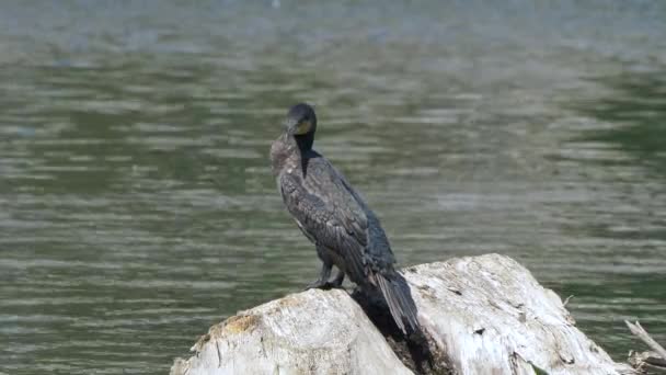 Gran Cormorán Phalacrocorax Carbo Pájaro Sobre Roca Agua — Vídeos de Stock