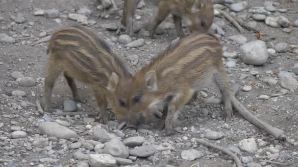 Striped Piglets Wild Boar — Stock Video