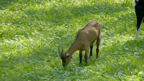 一只年轻的棕色头发的山羊在绿草上吃草 — 图库视频影像