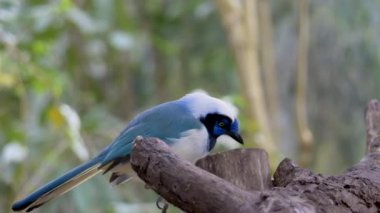 Kuş bir ağaç dalında oturuyor. Yucatan Jay (Cyanocorax yucatanicus), Corvidae familyasından bir kuş türü.