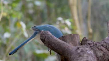 Kuş bir ağaç dalında oturuyor. Yucatan Jay (Cyanocorax yucatanicus), Corvidae familyasından bir kuş türü.