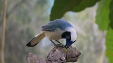 Kuş bir ağaç dalında oturuyor. Yucatan Jay (Cyanocorax yucatanicus), Corvidae familyasından bir kuş türü.