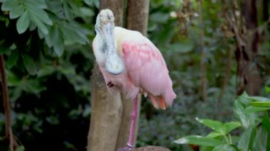 Roseate Spoonbill (Platalea ajajaja), Threskiornithidae familyasından bir kuş türü. Hem Güney hem de Kuzey Amerika 'da yaşayan bir üretici..