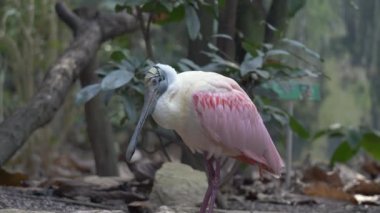 Roseate Spoonbill (Platalea ajajaja), Threskiornithidae familyasından bir kuş türü. Hem Güney hem de Kuzey Amerika 'da yaşayan bir üretici..