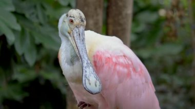 Roseate Spoonbill (Platalea ajajaja), Threskiornithidae familyasından bir kuş türü. Hem Güney hem de Kuzey Amerika 'da yaşayan bir üretici..