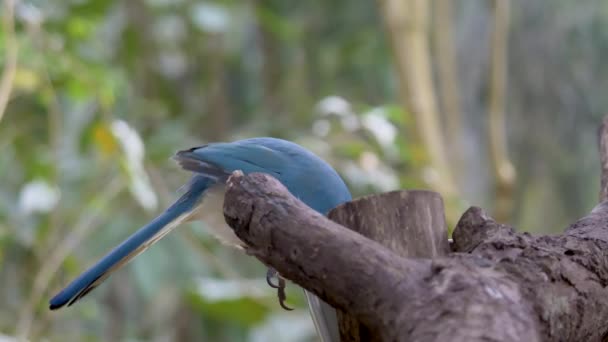 鸟坐在树枝上 鱼子酱 Cyanocorax Yucatanicus 是科鸟类中的一种 它们是乌鸦和它们的盟友 — 图库视频影像
