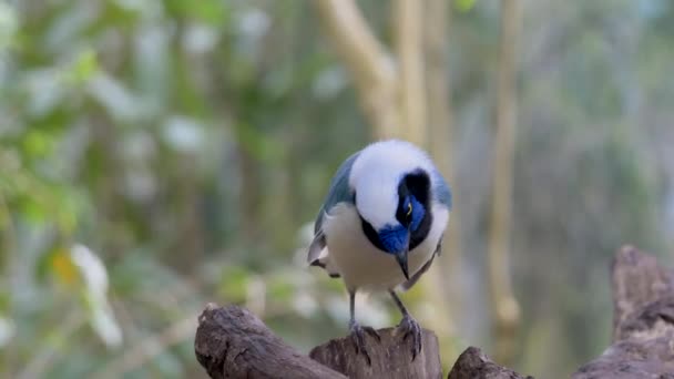 Pássaro Está Sentado Num Galho Árvore Cyanocorax Yucatanicus Uma Espécie — Vídeo de Stock