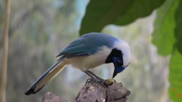 Bird Est Assis Sur Une Branche Arbre Cyanocorax Yucatanicus Est — Video