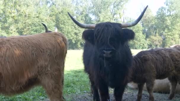 Vacas Das Terras Altas Pasto Vídeo — Vídeo de Stock