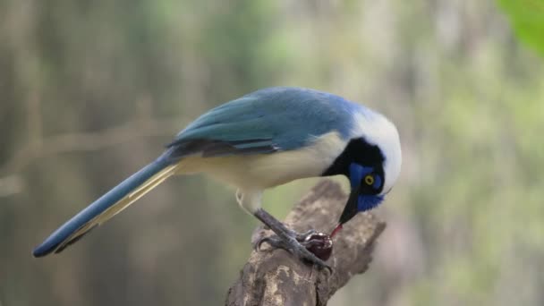 Bird Est Assis Sur Une Branche Arbre Cyanocorax Yucatanicus Est — Video