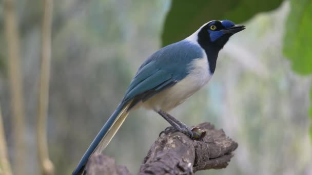 Bird Zit Een Boomtak Cyanocorax Yucatanicus Een Zangvogel Uit Familie — Stockvideo