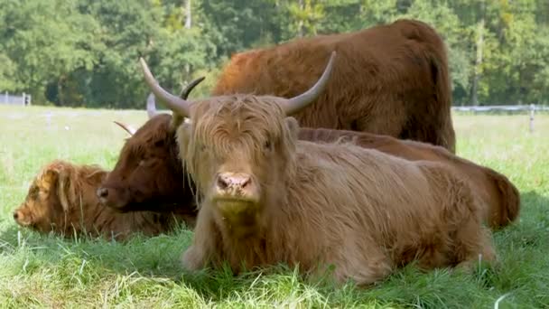 Highland Cows Pasture Video — Stok Video