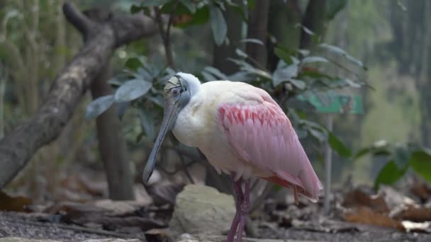 Roseate Spoonbill Platalea Ajaja Uccello Gregario Della Famiglia Ibis Spoonbill — Video Stock