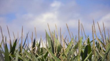 Mısır tarlasında sıralanmış genç mısır bitkileri 