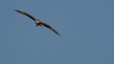 Görkemli altın kartal mavi gökyüzünde uçuyor