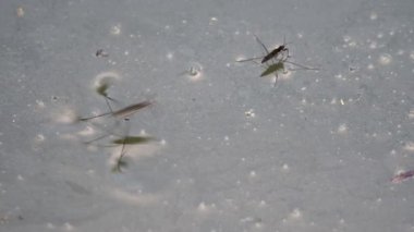 Doğal ortamda Gerridae böcekleri