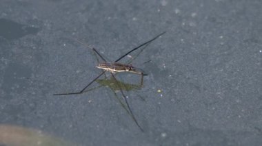 Gerridae 'nin sakin su üzerindeki yakın çekim görüntüsü