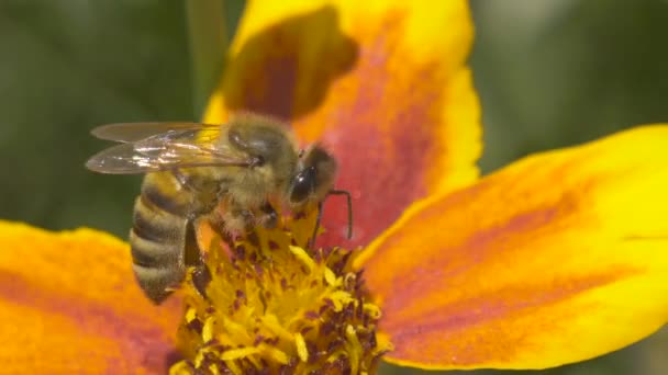 Pszczoła Piękny Żółty Kwiat Wideo — Wideo stockowe