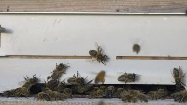 Honingbijen Zwermen Vliegen Rond Hun Bijenkorf — Stockvideo