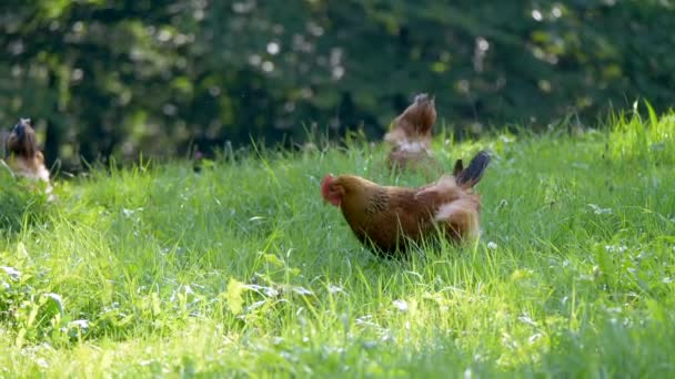 農場での家庭用鶏 — ストック動画