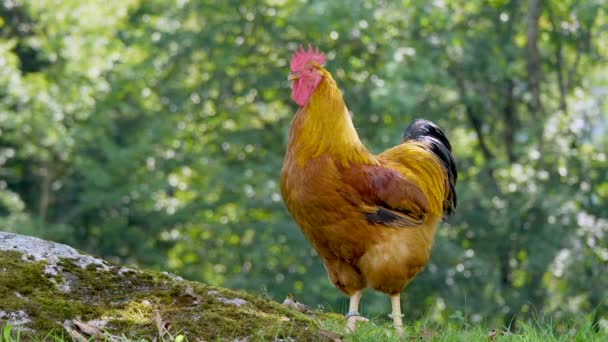 農場の赤い家庭用鶏は — ストック動画