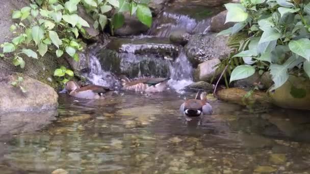 Blick Auf Seewasser Treibende Enten Der Nähe Eines Kleinen Wasserfalls — Stockvideo