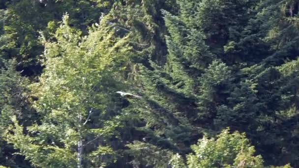 Majestueuze Gouden Adelaar Vliegen Wildernis — Stockvideo