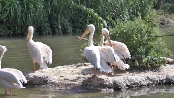 Vita Pelikaner Nära Vatten Djurparken — Stockvideo