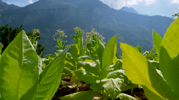 Zöld Dohánynövények Termesztése — Stock videók