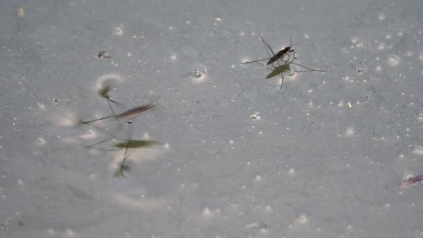 Gerridae Insecten Natuurlijke Omgeving — Stockvideo