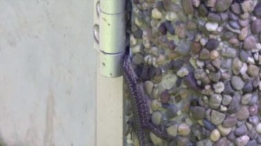 Kertenkele duvara tırmanıyor.