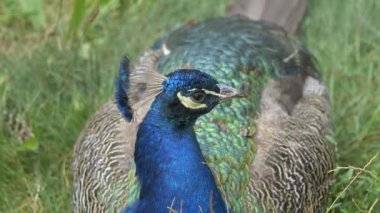 Güzel tavus kuşunun görüntüleri 