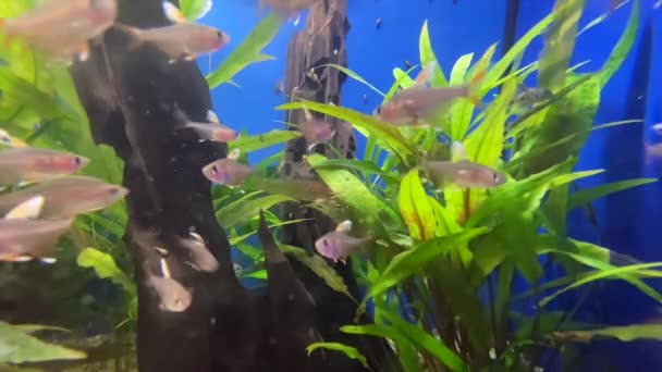 Záběry Ryb Akváriu — Stock video