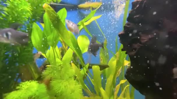 水族館での魚の映像 — ストック動画