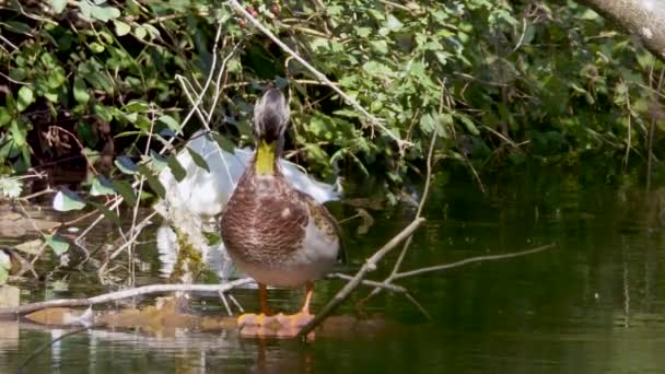 Imagens Belo Pato — Vídeo de Stock