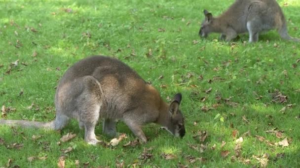 Yiyen Kanguruların Görüntüleri — Stok video