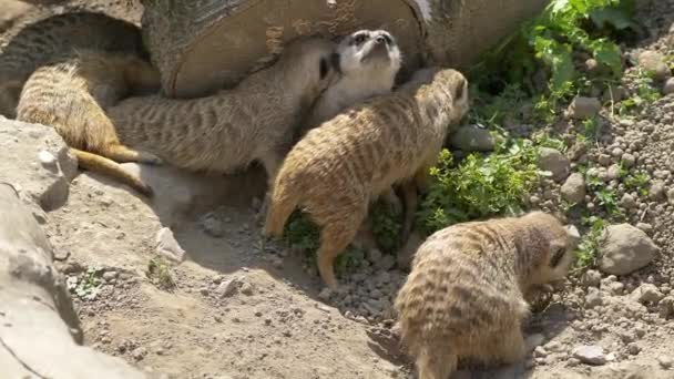 Imagens Meerkats Engraçados Vida Selvagem — Vídeo de Stock