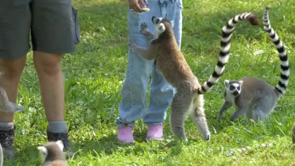 Πλάνα Ανθρώπων Και Suricates Εξωτερικούς Χώρους — Αρχείο Βίντεο