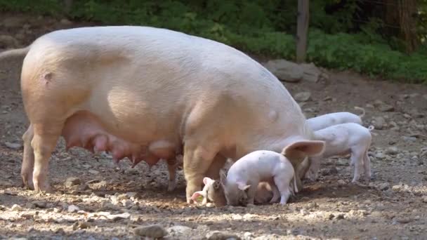 Modergris Med Smågrisar Gården — Stockvideo