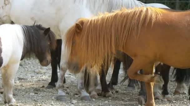 Konie Pasące Się Zewnątrz Materiał Filmowy — Wideo stockowe