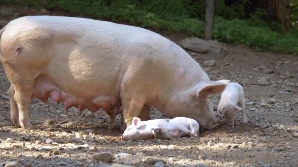 Mère Porc Avec Des Porcelets Ferme — Video