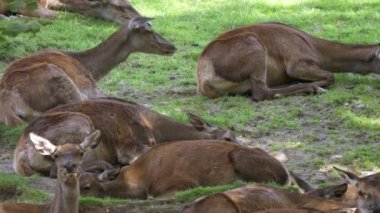 Geyikler dışarıda otluyor.