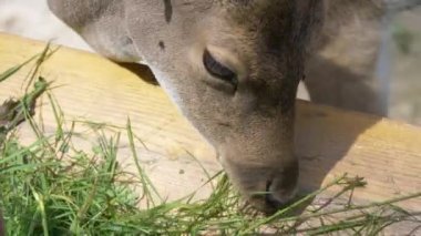 Geyikler dışarıda otluyor.