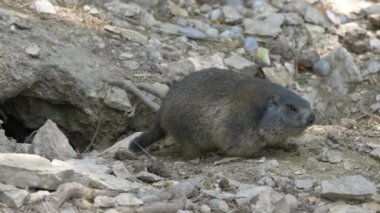 Vahşi doğadaki yer köpeği görüntüleri kapatıyor.