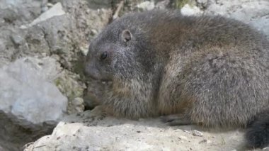 Vahşi doğadaki yer köpeği görüntüleri kapatıyor.