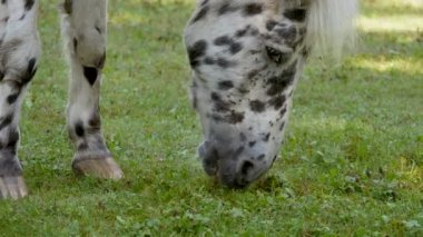 At yiyen çimen görüntüsü