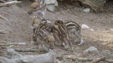 sevimli küçük yaban domuzları görüntüsü 