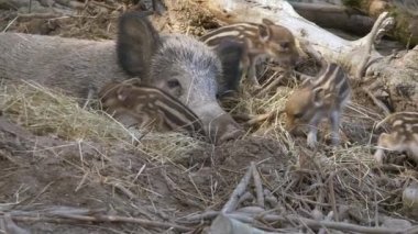 Vahşi kaykayın bebekli görüntülerini kapat 