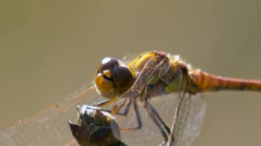 Ağaç dalındaki yusufçuk makro görüntüsü